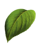 Home and Garden Write for Us: Guest Posts on Plants and Homes logo
